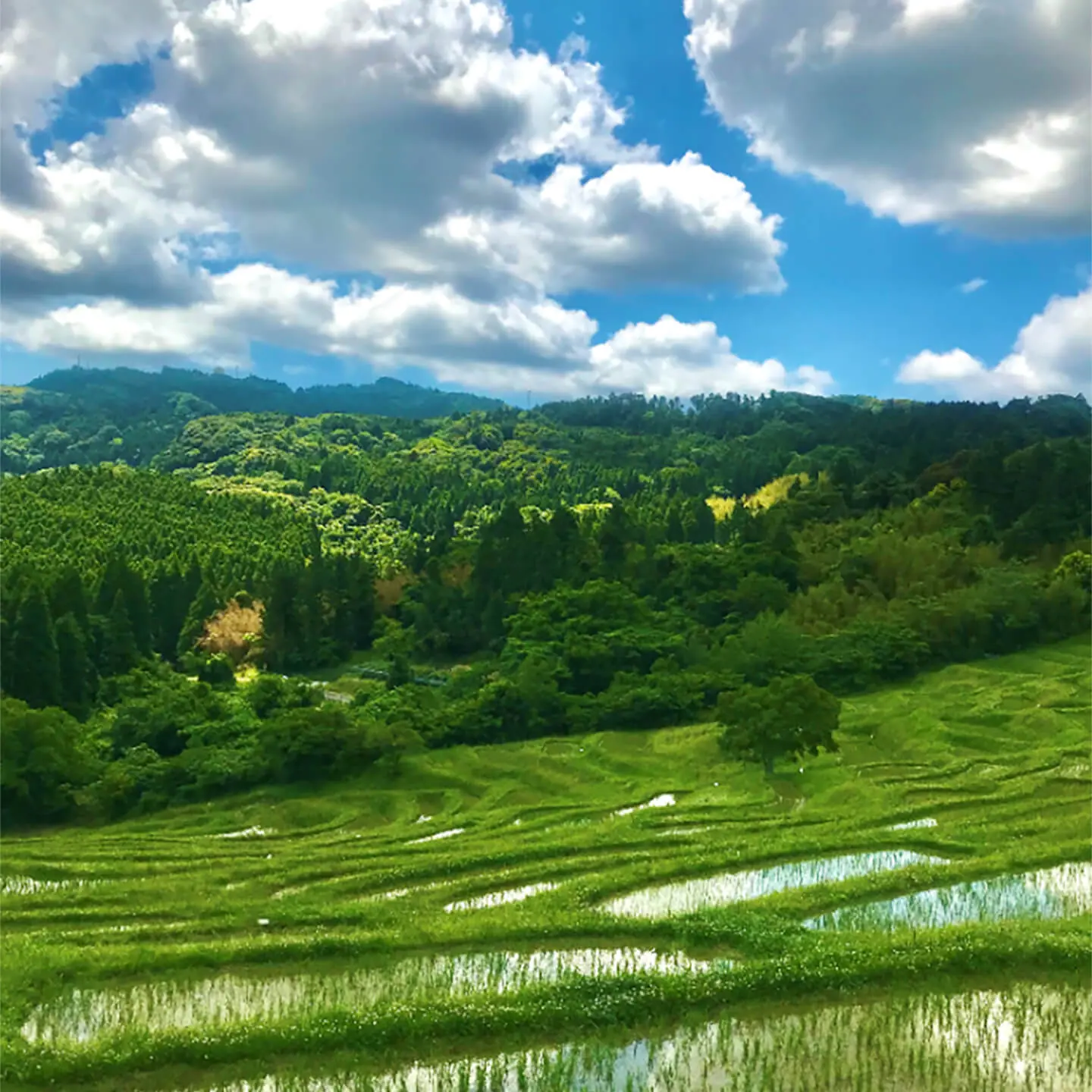 Oyama Senmaida Fields Of Gold Visit Chiba