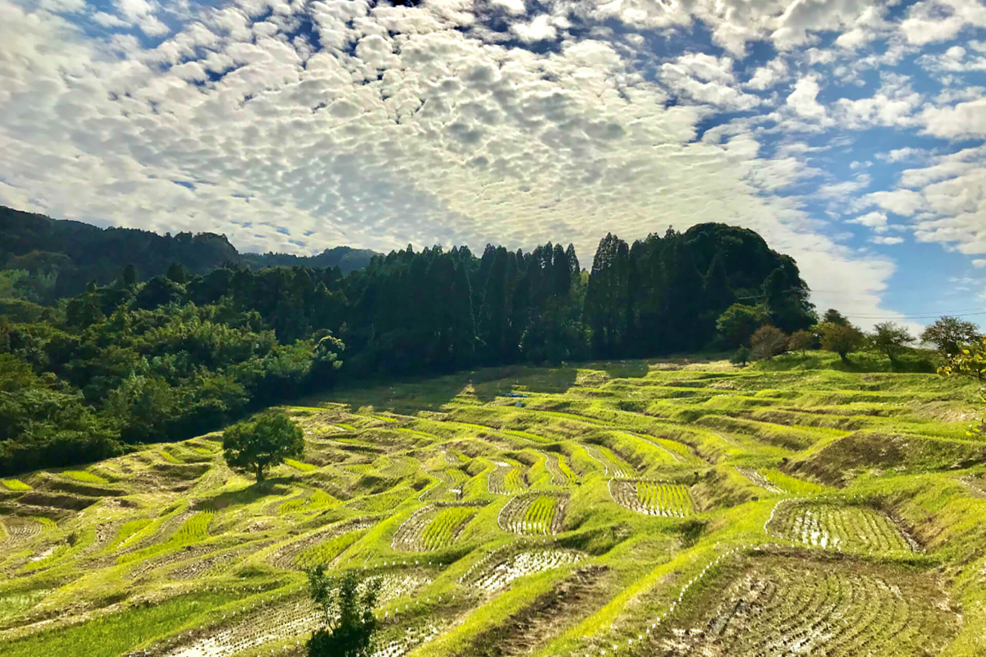 Oyama Senmaida Fields Of Gold Visit Chiba