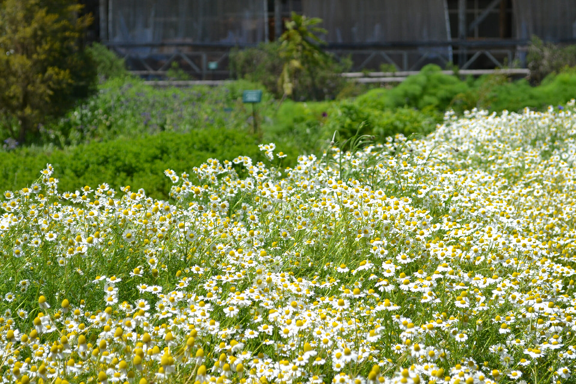 chiba prefecture tourist spot