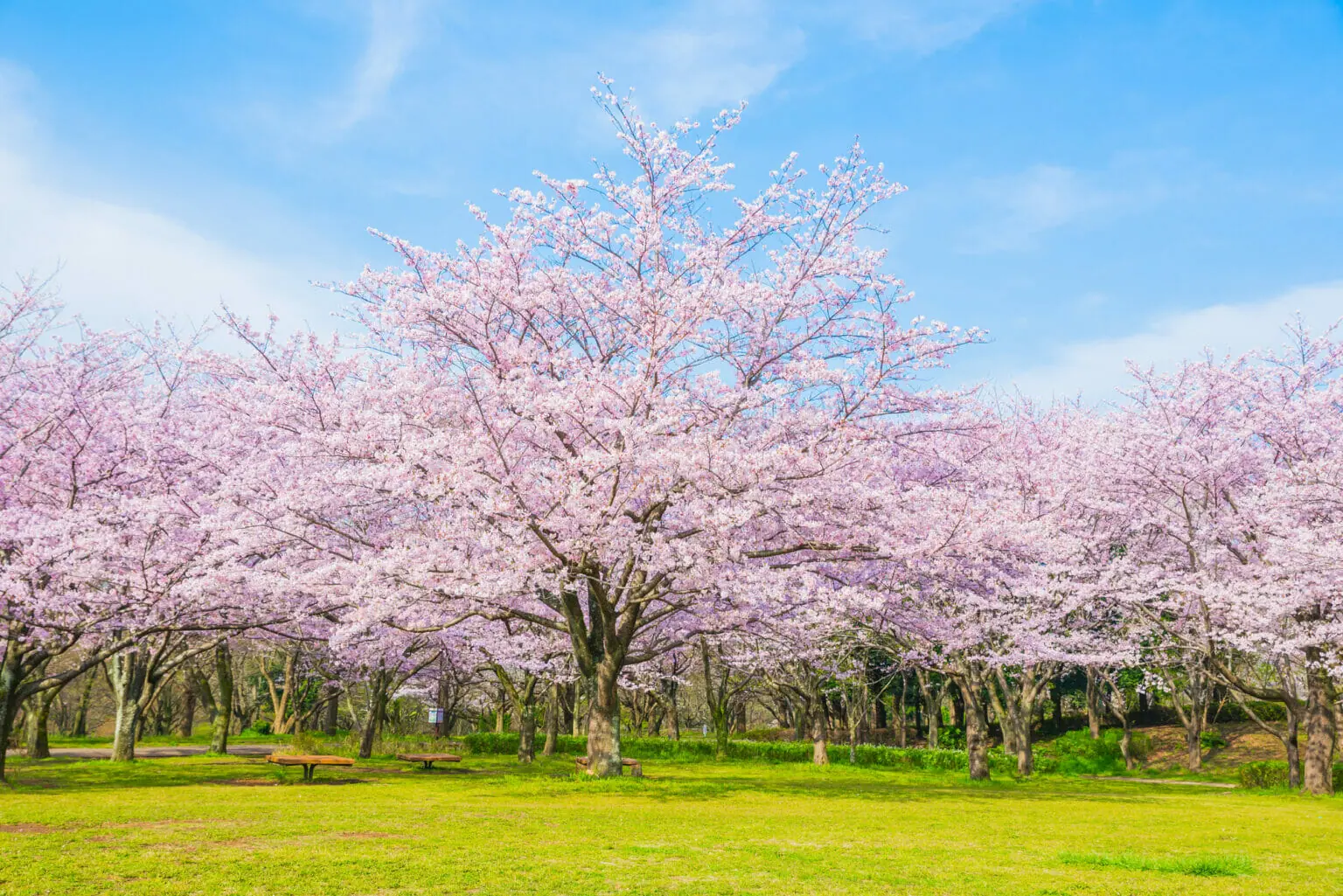 Unique Cherry Blossom Viewing Spots | Visit Chiba
