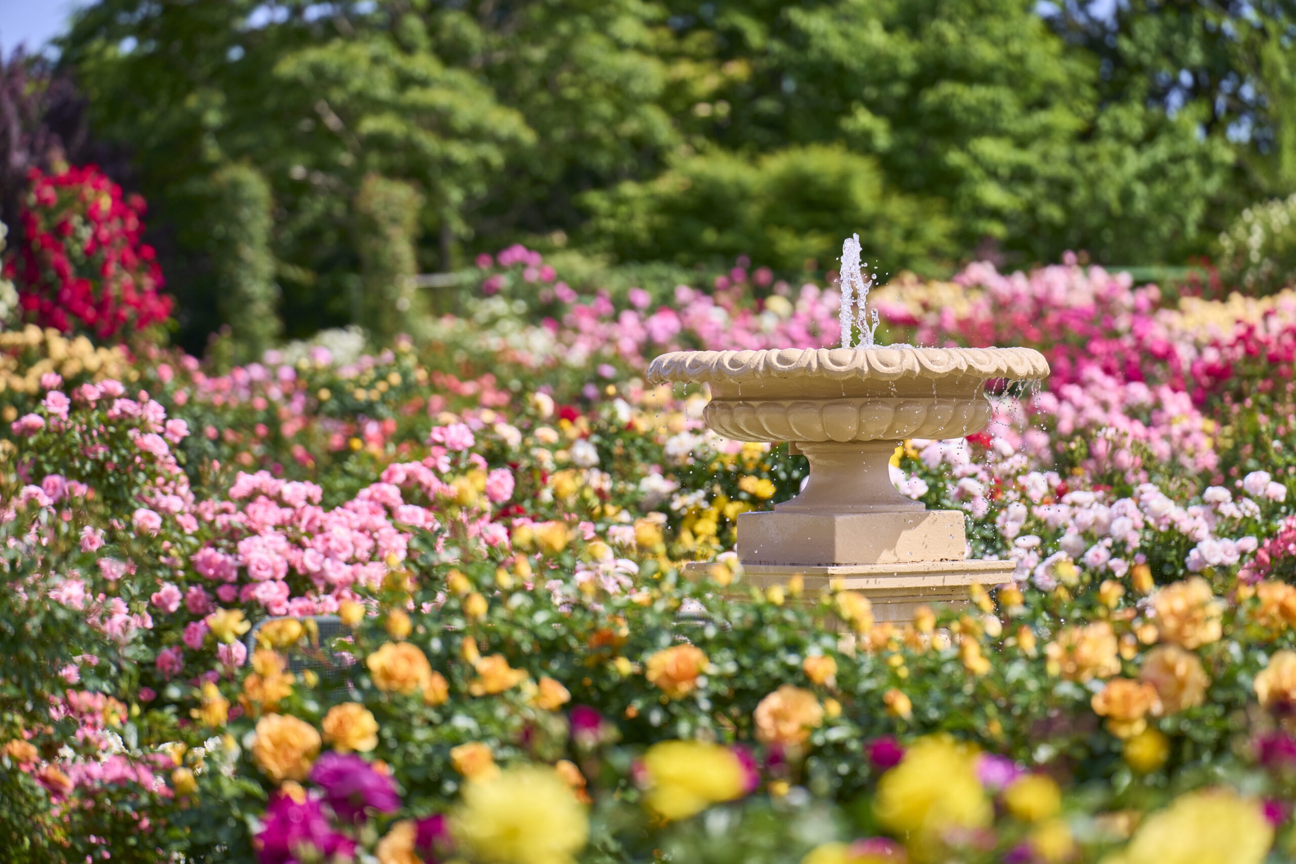 Keisei Rose Garden （京成バラ園）