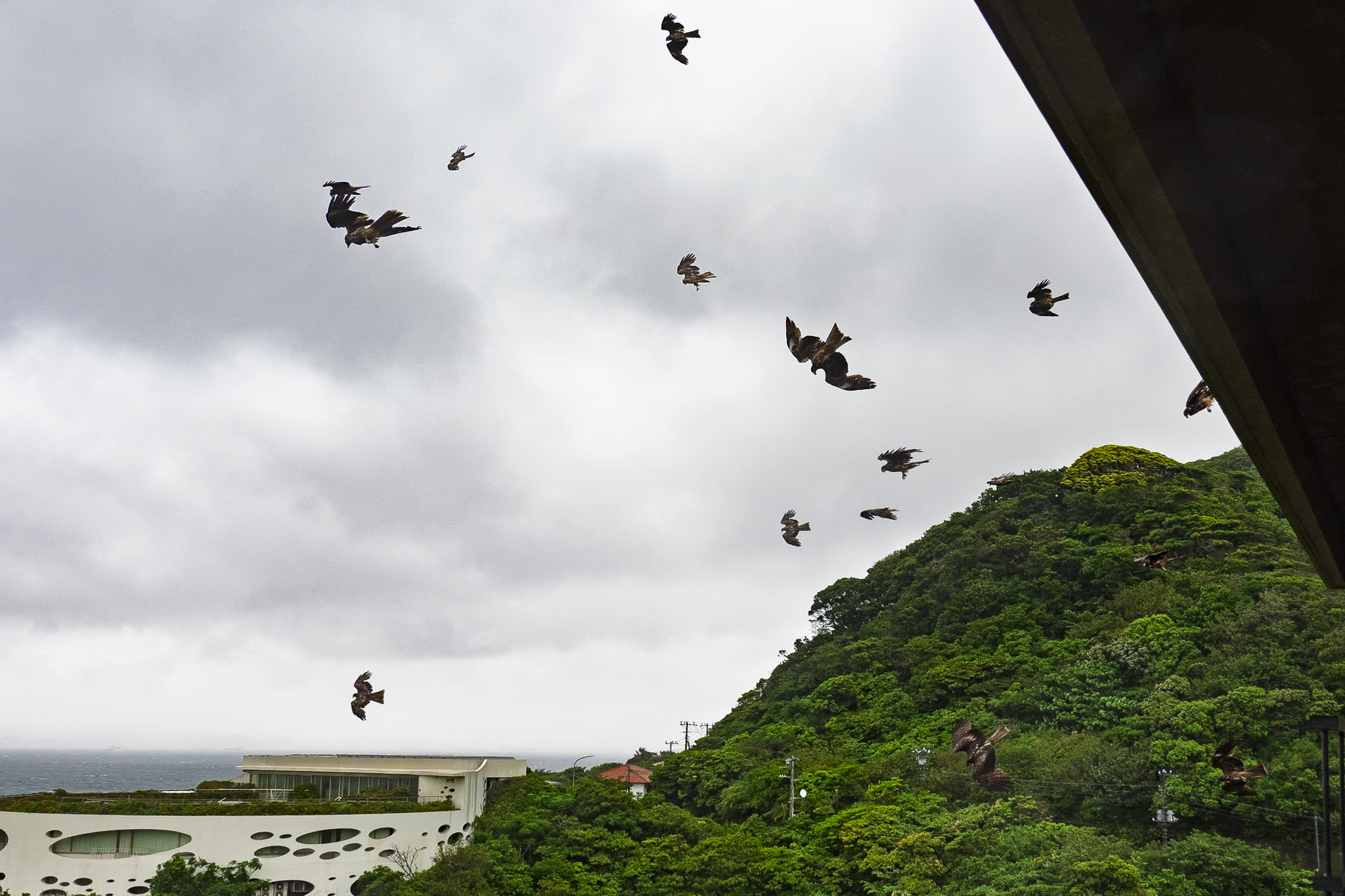Black kites flying over the forest and coastline near Hotel Sunosaki Kazenosho in Tateyama, Chiba